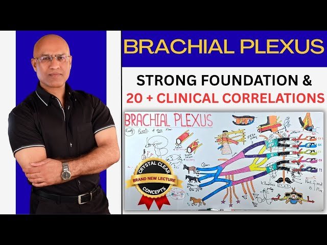 Brachial Plexus - Upper Limb Anatomy and Neurology