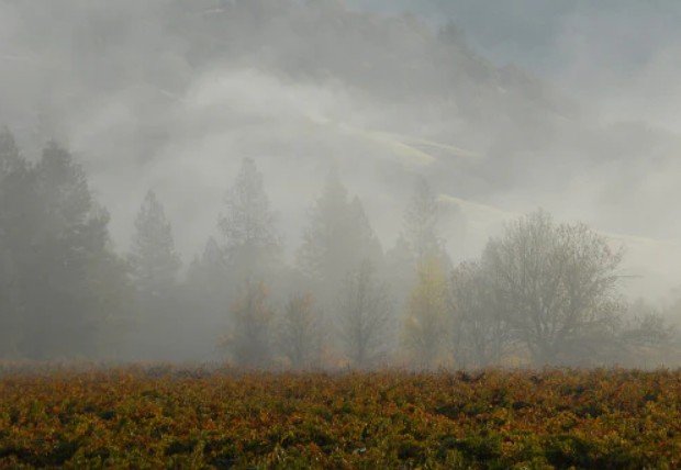 California Wine Overview & Mendocino (Live Online)