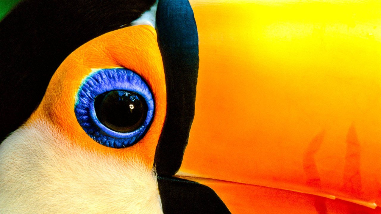 Take Better Bird Photos