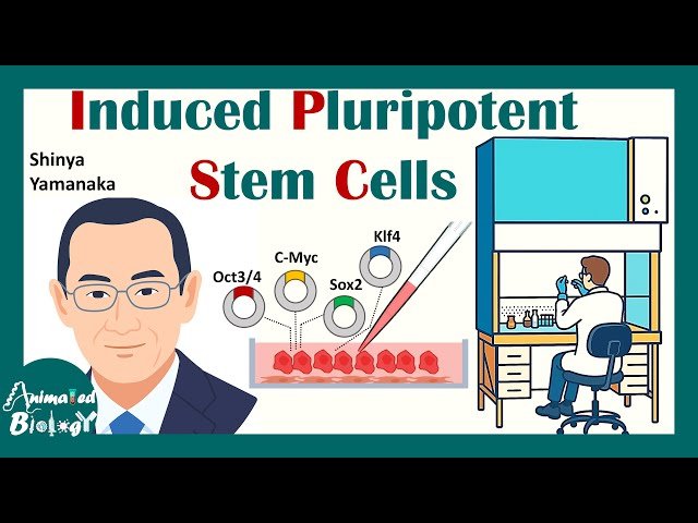 Induced Pluripotent Stem Cells - Clinical Applications and Regenerative Medicine