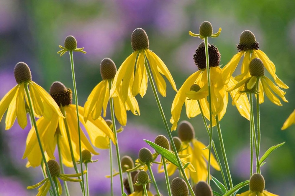 Sun-Loving Native Perennials (Live Online)