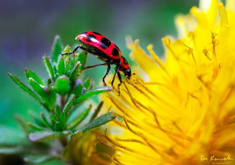 Macro Photography (Live Online)