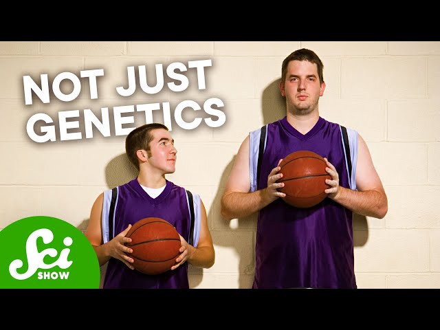 Why Can't Everyone Be Tall? - The Biology of Human Height