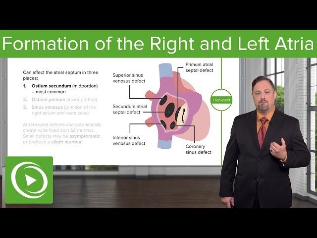 Embryology - USMLE Prep Video Course