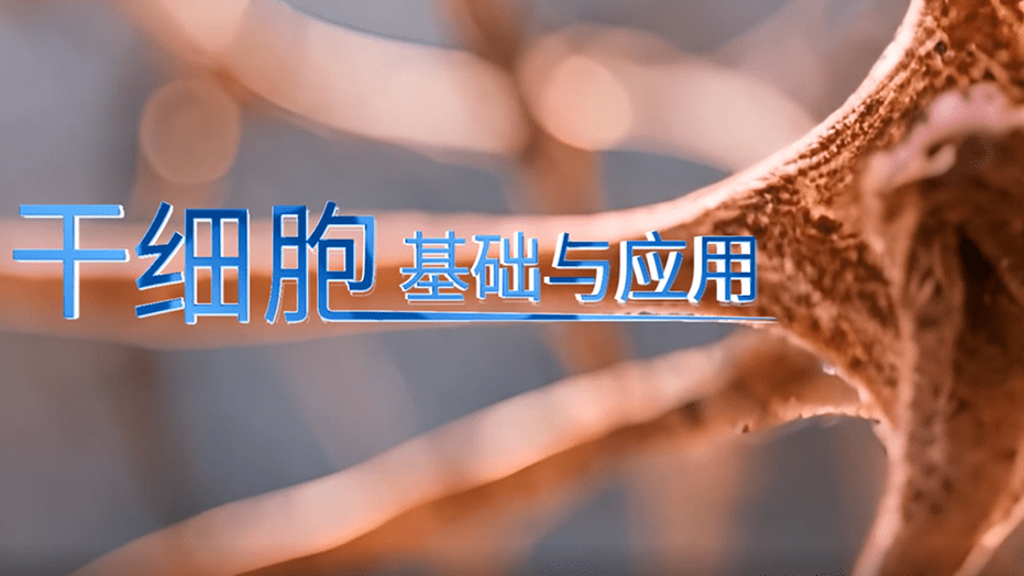干细胞基础与应用