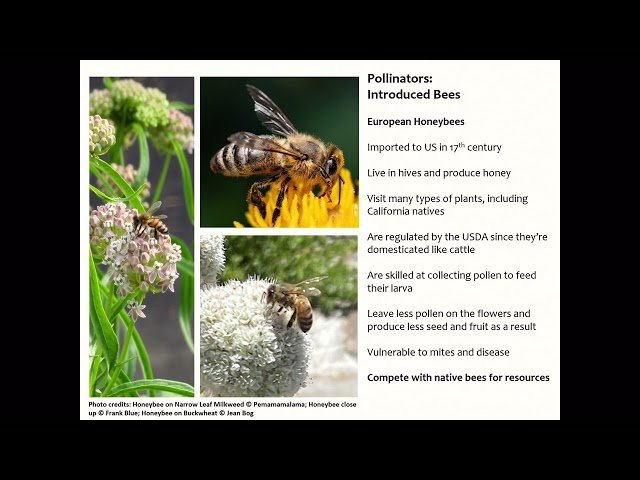 Create a Pollinator Paradise in Your Garden