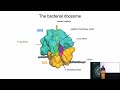 My Adventures in the Ribosome - The Cellular Machine that Reads our Genes