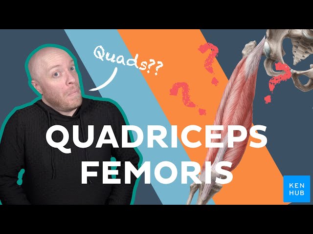 Anatomy of the Quadriceps Femoris Muscle