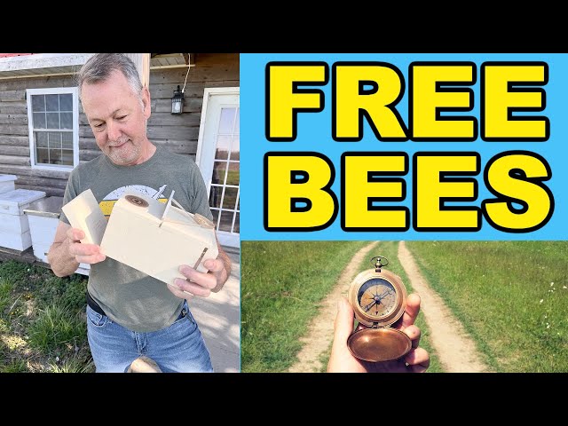 Bee Lining: A Technique for Locating Wild Honey Bee Hives