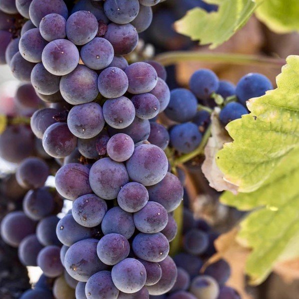 Pinot Gris & Pinot Grigios of the World (Blind Tasting) (Live Online)