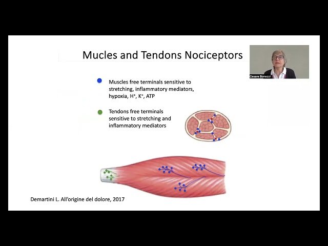 Pain in Osteoarthritis - Pathophysiology, Treatment, and Management