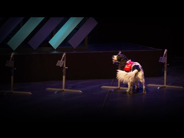 How We're Using Dogs to Sniff Out Malaria