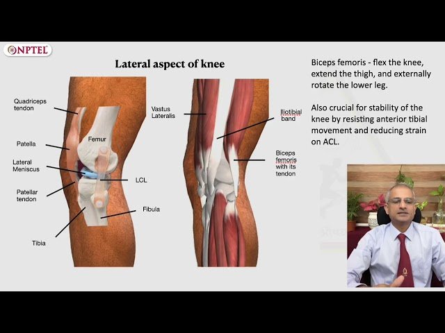 Functional Anatomy and Biomechanics of Knee