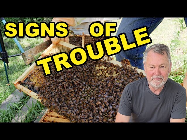 Beekeeping Red Flags: Something's Not Quite Right