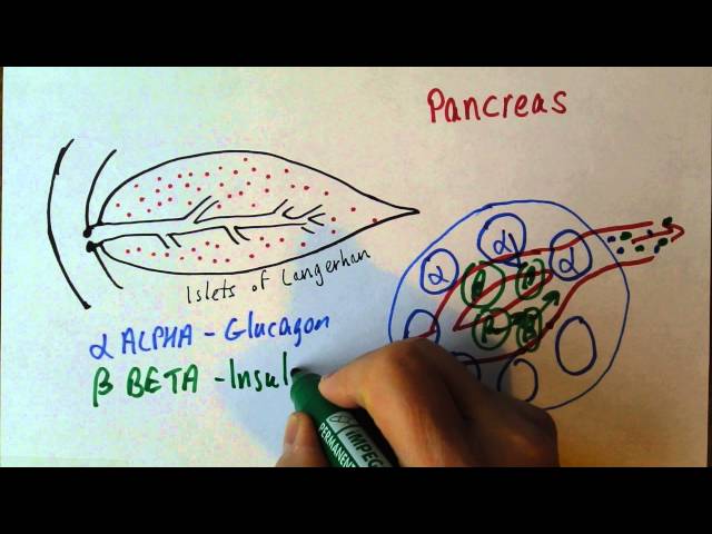Endocrine System - Glands, Hormones, and Homeostasis