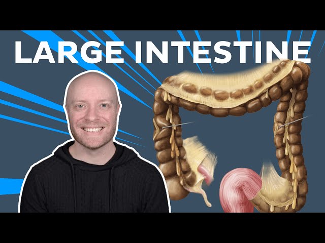 Anatomy of the Large Intestine