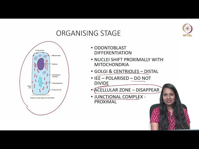 Tooth and Its Supporting Structures - Part 1: Enamel and Dentin
