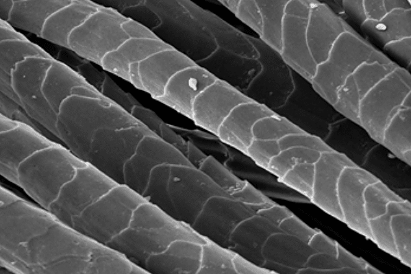 Wool Biology and Technology