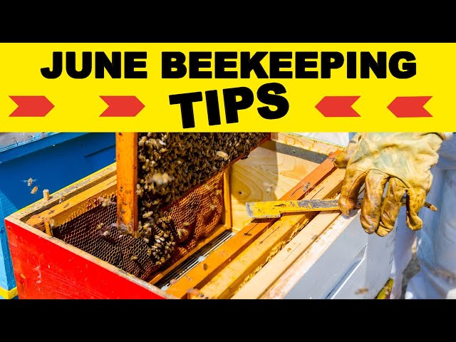 Beekeeping: June Beekeeping Tips