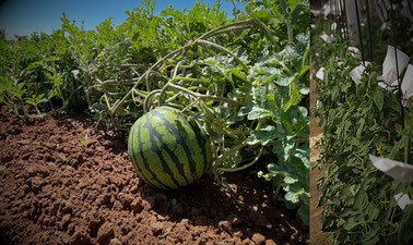 Introducción a la mejora genética vegetal