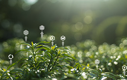 Biodiversity for Sustainability