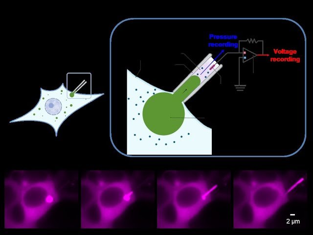 Aspirating Condensates in Living Cells