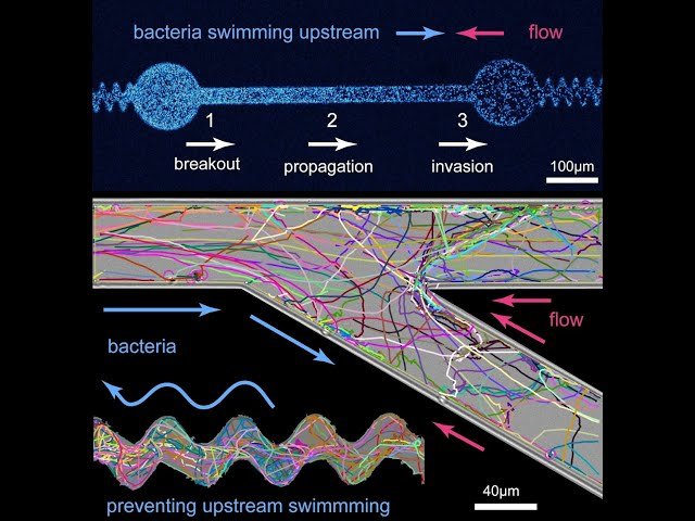 Bacterial Upstream Swimming in Complex Fluids