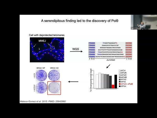 Two Genomes, One Balance: Mitochondrial and Nuclear DNA Stability