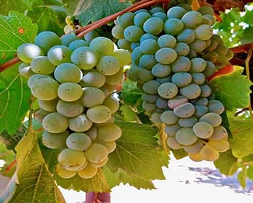 Sauvignon Blancs of the World (Blind Tasting) (Live Online)