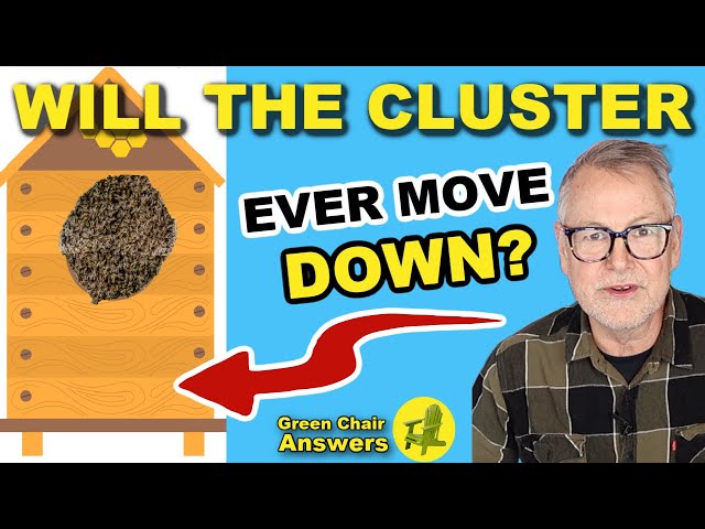 Winter Cluster Movement in Honey Bee Colonies - Understanding Bee Behavior