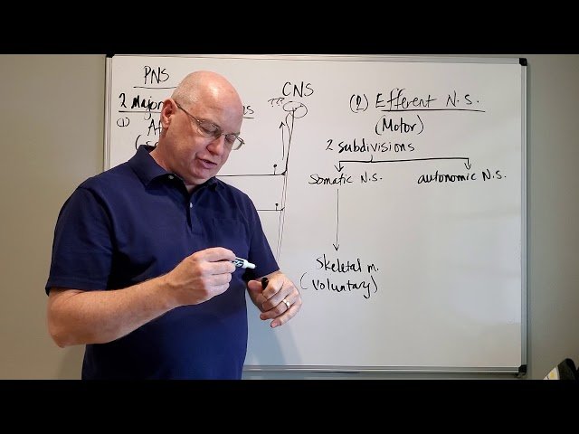 Anatomy and Physiology II - Sensory Anatomy and Physiology Test 1 Videos