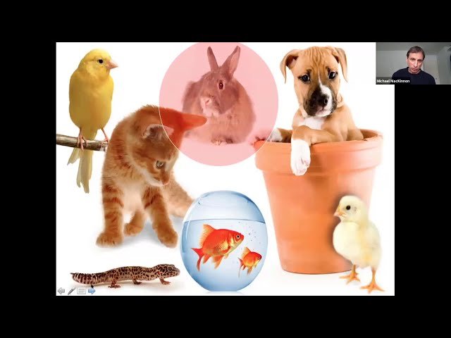 Pet Animals in Roman Antiquity - Reconstructions from Zooarchaeological Remains