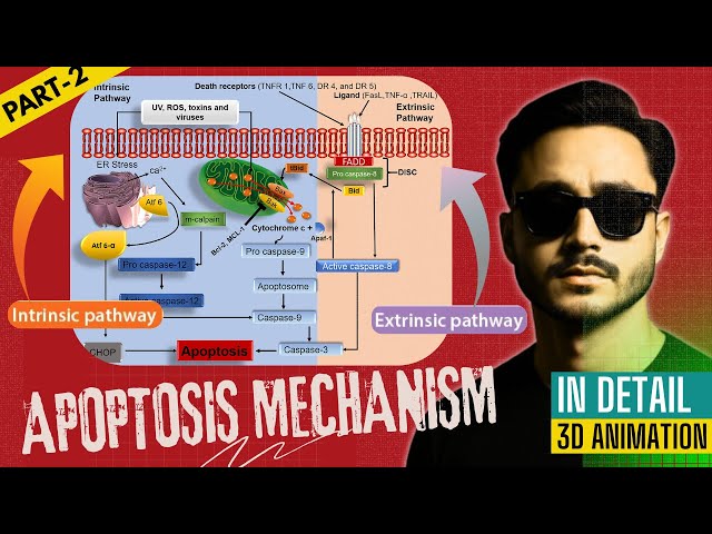 Apoptosis - Intrinsic and Extrinsic Pathways of Programmed Cell Death