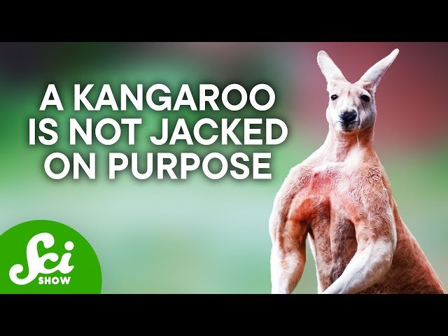 Do Animals Exercise?