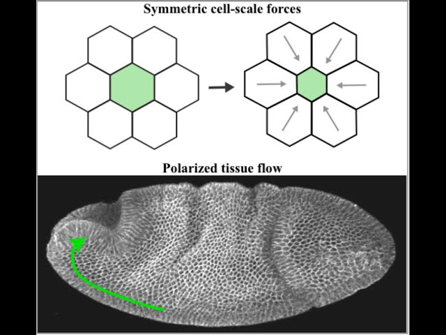 How Embryos Generate Polarized Tissue Flows During Development