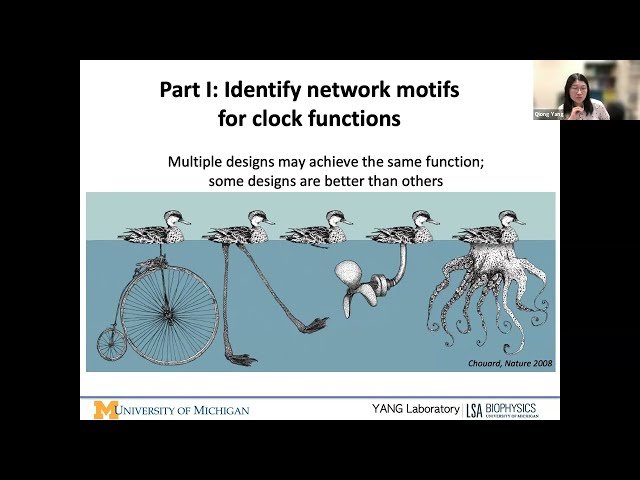 From Molecules to Development: Biological Timing and Patterning