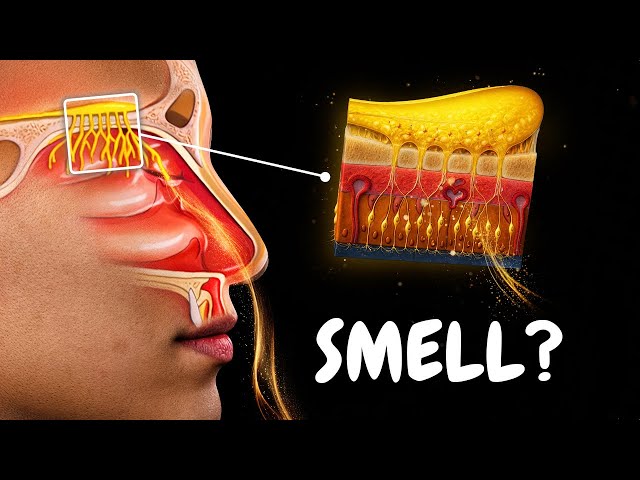 Olfactory System - How Smell Works (Special Senses)