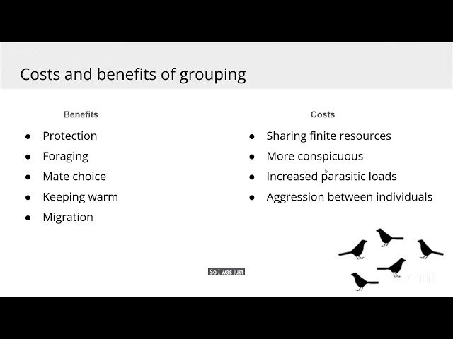 Mixed Species Flocks
