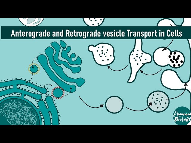 Anterograde and Retrograde Vesicle Transport in Cells - Golgi-ER Pathways Explained