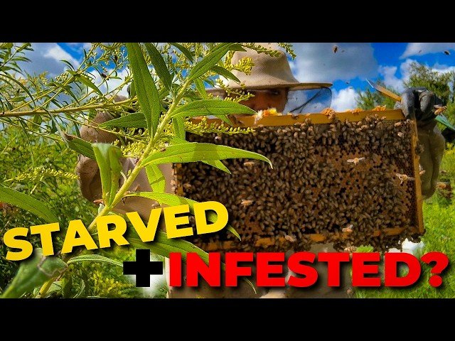 What Happens When Bees Run Out of Food and Mites Take Over - Beekeeping Crisis Management