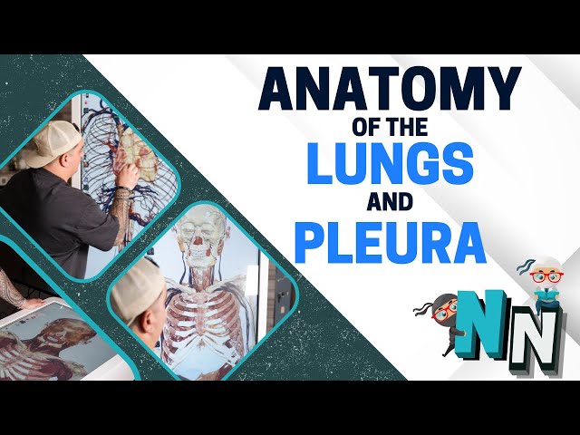Anatomy of the Lungs and Pleura