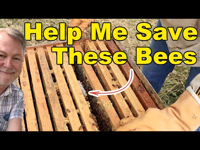 Beekeeping - What Happens When Bees Reject Your Replacement Queen