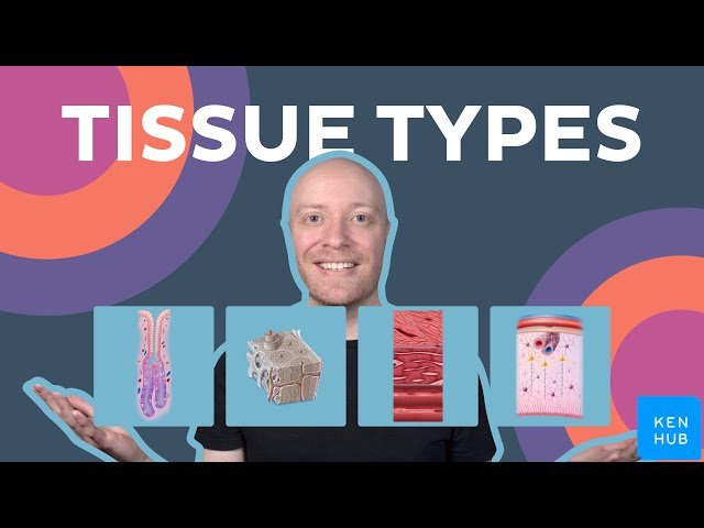 4 Basic Tissue Types - Connective, Muscle, Epithelial and Nervous