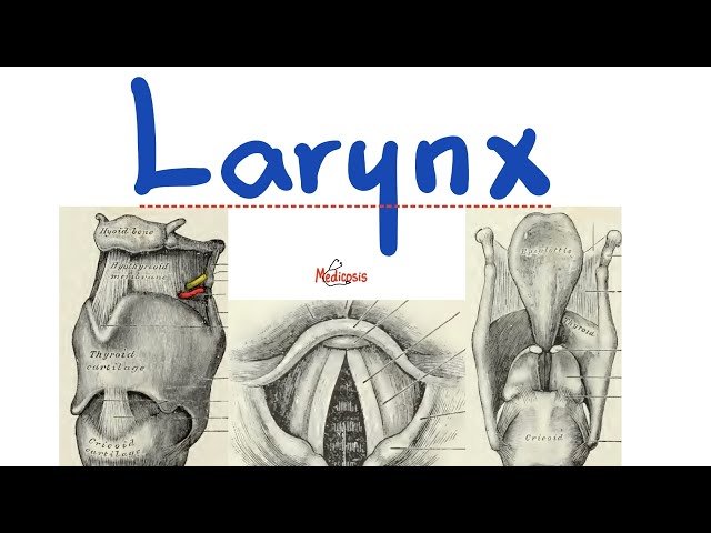 Anatomy of the Larynx - Anatomy of Head and Neck
