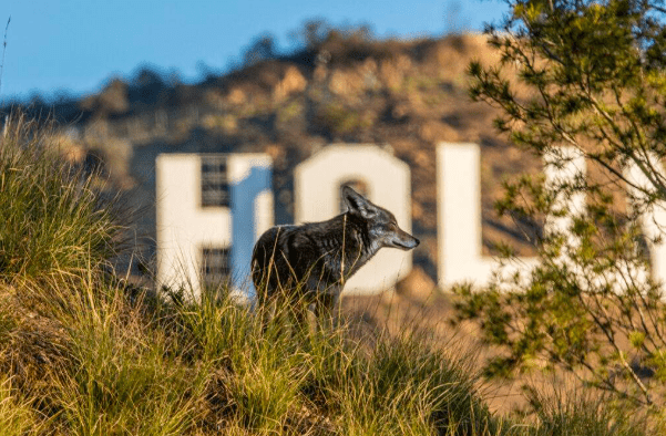 Photographic Composition & Design (Live Online)