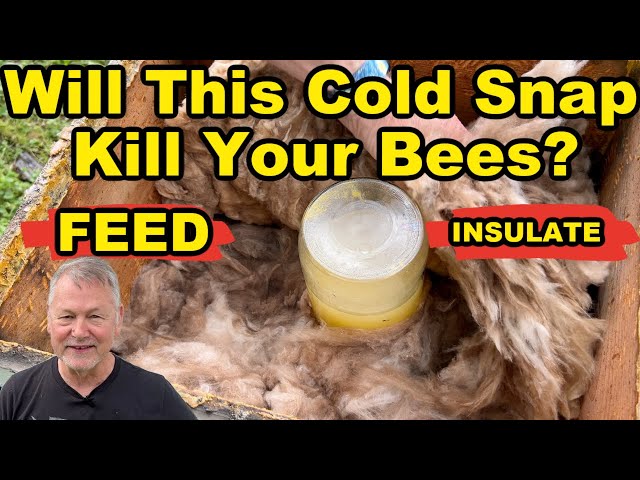 Beekeeping Tips for Upcoming Spring Cold Snap - Get Ready