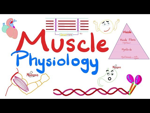 Muscle Physiology
