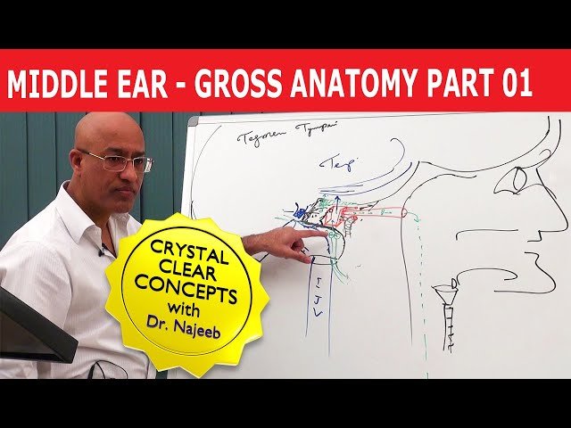Gross Anatomy - Head and Neck