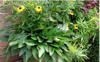 Container Gardening with Native Plants (Live Online)