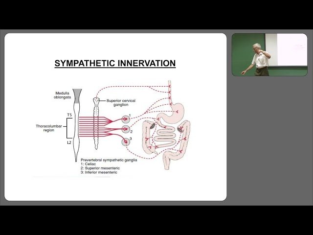 Physiology of Smooth Muscles and Digestive System - Part 4